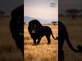 The Phantom King: A Rare Sight 🐾#animals #lion #tiger #cheetah #shorts#shortsfeed #wildlife #short