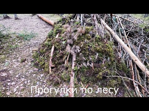 Прогулки по лесу