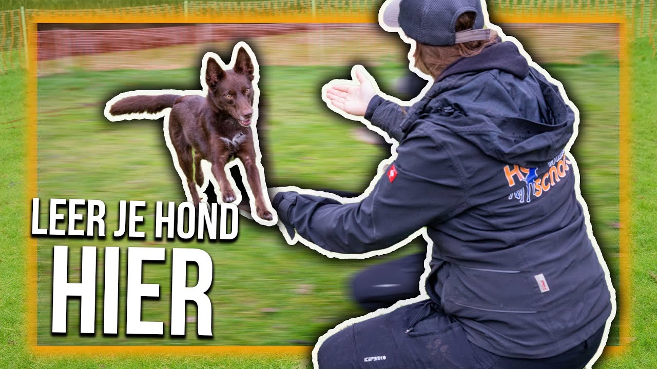 TRAIN JE HOND | Hoe leer je je hond HIER komen?