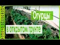 ВЫРАЩИВАНИЕ ОГУРЦОВ В ОТКРЫТОМ ГРУНТЕ!!! ТЕПЛАЯ ГРЯДКА-КОРОБ!!!