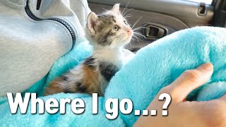 Rescued Kitten Diaries: One Month🐾| Daily Cuteness Ep.1 by 코니tv conitv 35,013 views 1 month ago 28 minutes