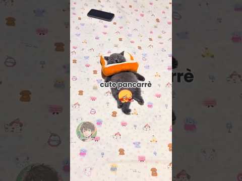 Vita da gatti 🐱 EP. 95