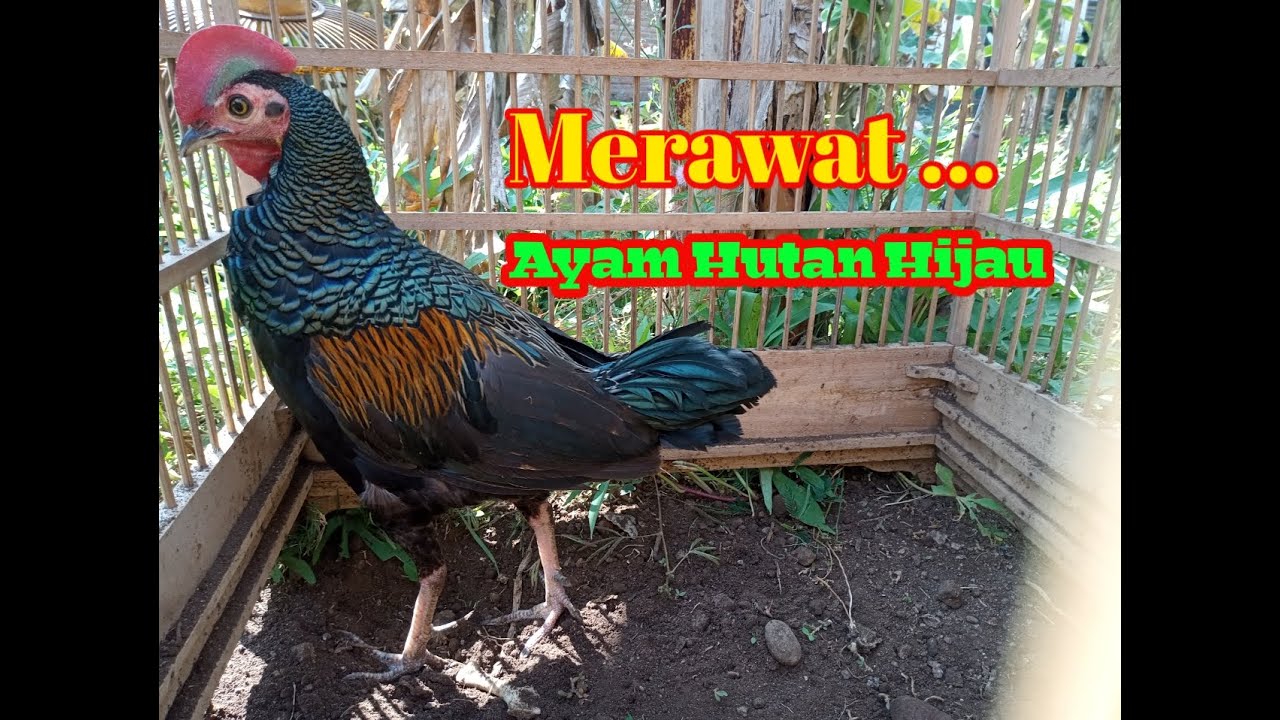 Merawat dan memanjakan Ayam Hutan Hijau dengan cara mandi kipu // mandi