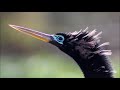 Anhinga or cormorant