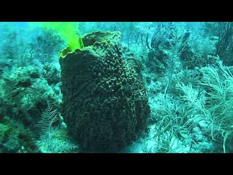 Sponges of the Caribbean: What ecological factors most affect them?