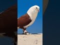 Pura Video Tamil Pura Whatsappstatus Indian Pigeons Viral Video Love Pura Video Tamil Pura Whatsappstatus Indian Pigeons Viral Video Love