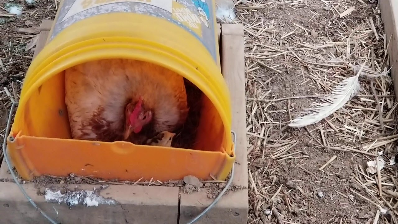 Counting my eggs before they hatch!! - YouTube