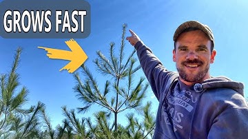 Pine Tree Growth Rate Comparison; White Pine, White Spruce, Red Pine [Screen your Property Fast]