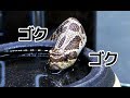 水をゴクゴク飲むシシバナヘビが可愛すぎる・・・