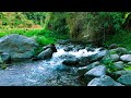 Forest Stream Flowing Sound 24/7. Relaxing Sounds. Water White Noise for Sleep or Relax ✨🌊