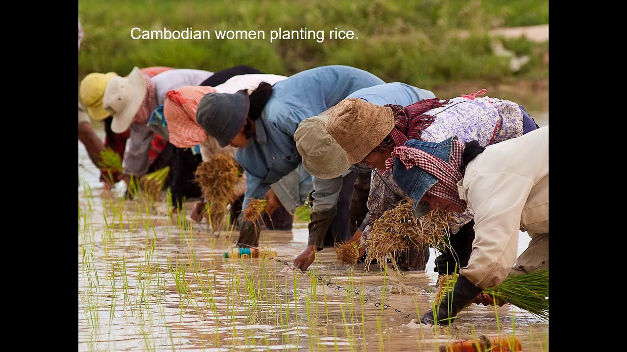 Rice - Is the Staple Food for 3.5 Billion People Worldwide - Providing