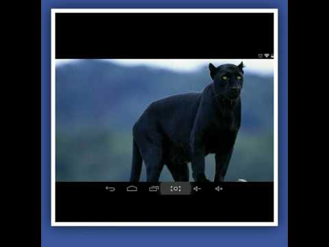 puma video youtube