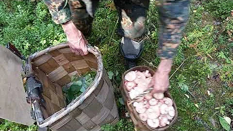 Как заработать денег на грибах.Как растут грибы в Архангельской области.