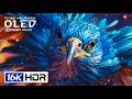 16K Video ULTRA HD | 8K HDR Dolby Vision 240FPS (8K/4K Video TV)