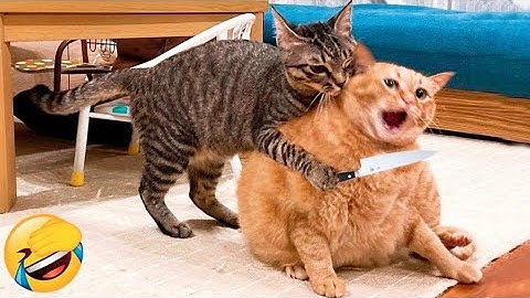 Funny Cat & Dog Videos - TRY NOT TO LAUGH CHALLENGE!