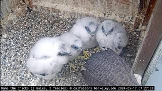 Cal Falcons UC Berkeley- Sokoły - Archie & Annie- Karmienie czworaczków🐥🌹🍀🐥🌹🍀 🐥🌹🍀🐥🌹🍀17/05/2024