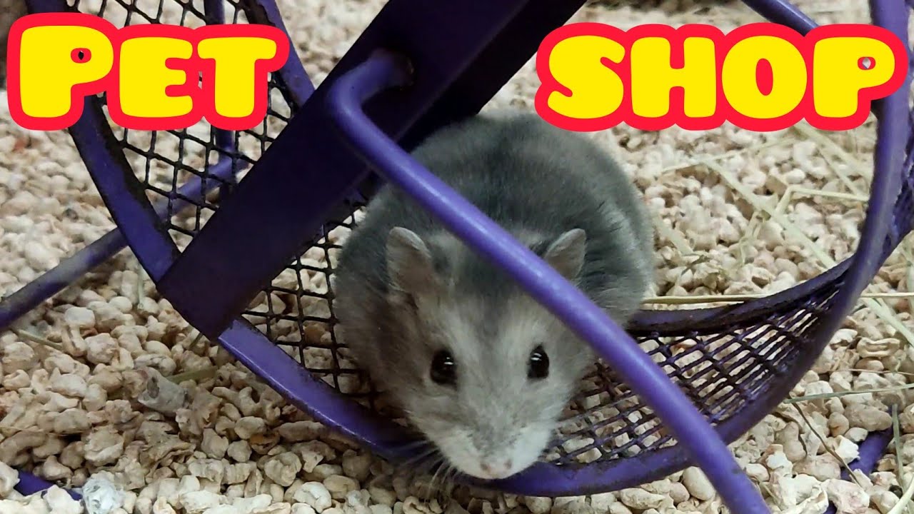 Hamster Small Mesh Wheel - Pet Shop