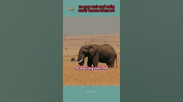 10 loại thú quý hiếm nhất trong sách đỏ, cả thế giới chung tay bảo tồn.