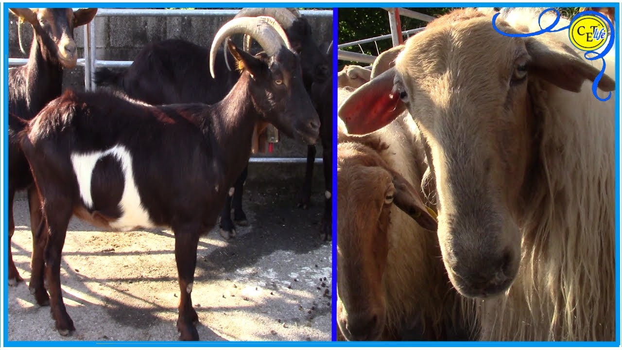 FERIA DE HELGUERA SAMANO CANTABRIA 2022 (1D2)