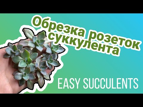 Обрезка розеток Graptopetalum