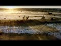 10 hours of relaxing planet earth ii grassland sounds  earth unplugged