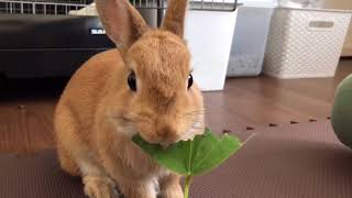 #166 葛（くず）の葉が美味し過ぎて一瞬で完食のウサ