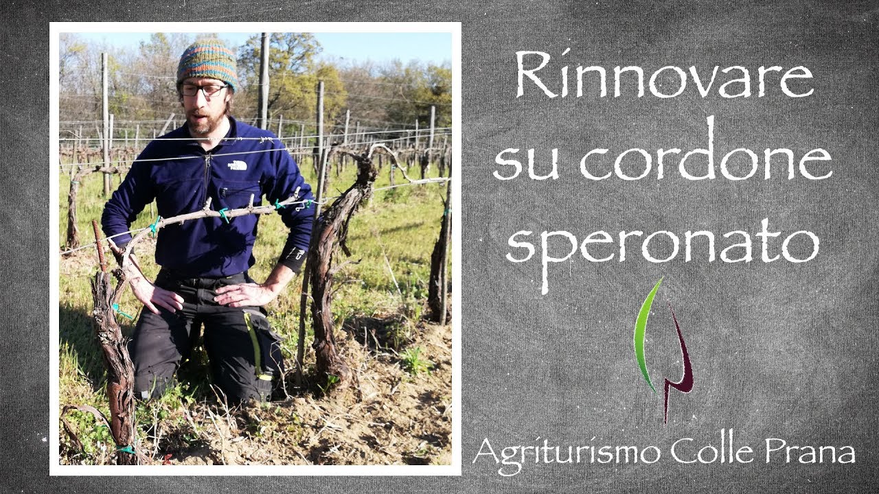 Rinnovi piante di vite - Agriturismo Colle Prana