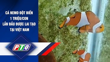 Cá Nemo đột biến 1 triệu/ con lần đầu được lai tạo tại Việt Nam | PTQ