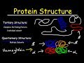 Protein Structure - Primary, Secondary, Tertiary, & Quarternary - Biology