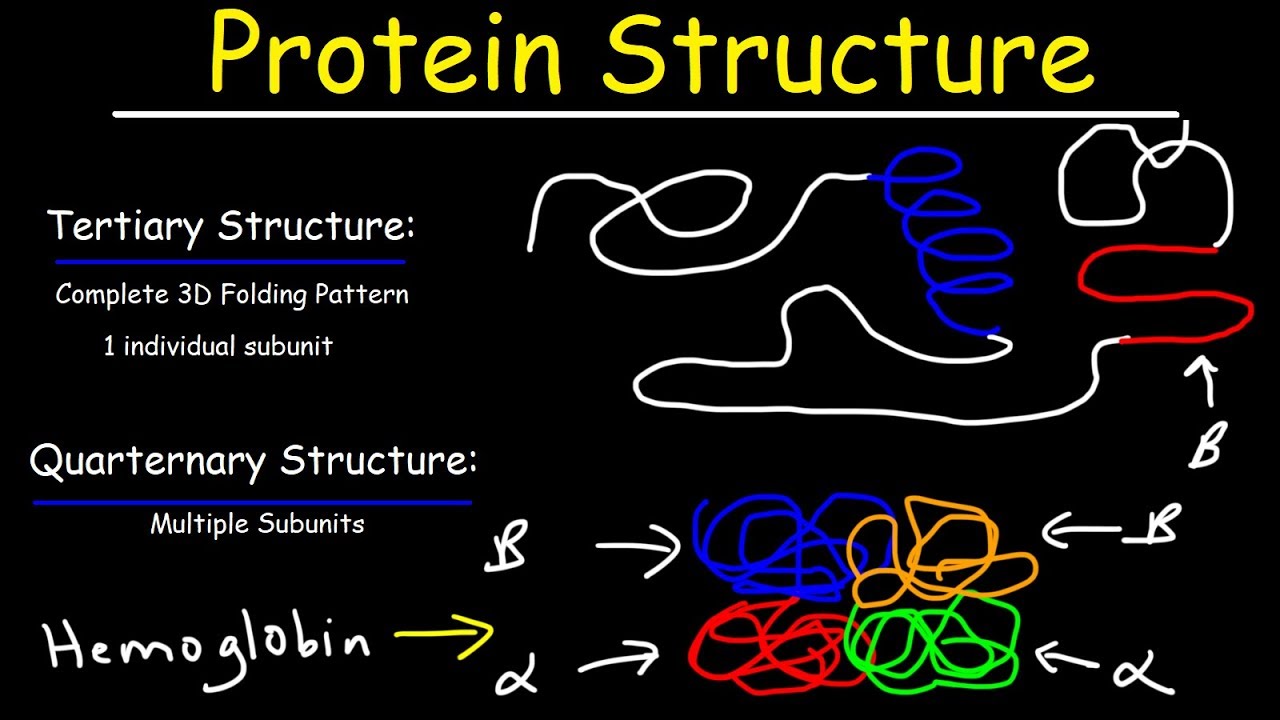 Protein Structure - Primary, Secondary, Tertiary, & Quarternary - Biology