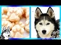 How to make HOMEMADE DIY FROSTY PAWS ABC NEWS | Snacks with the Snow Dogs 13