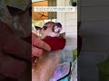 This kind girl rescued helpless baby deer and then #deer #shortvideo #animalshorts #animalrescue