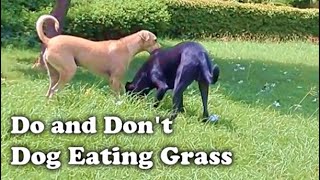 Care And Precaution, If Dog Is Eating Grass by Dog Breed Info Share 183 views 9 months ago 4 minutes, 6 seconds