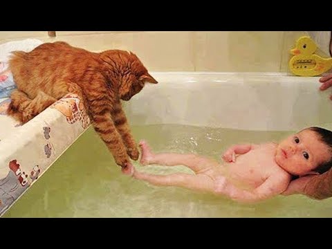 Try Not To Laugh 😁 New Funny Cats and Dogs Videos 😹🐶 Part 3