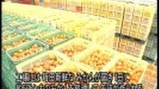 THE MAKING　（１１５）みかんの缶詰ができるまで