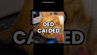 Download Lagu ded cai ded😲🫢 #memekucing #meme #kucing #pov #povkucing MP3