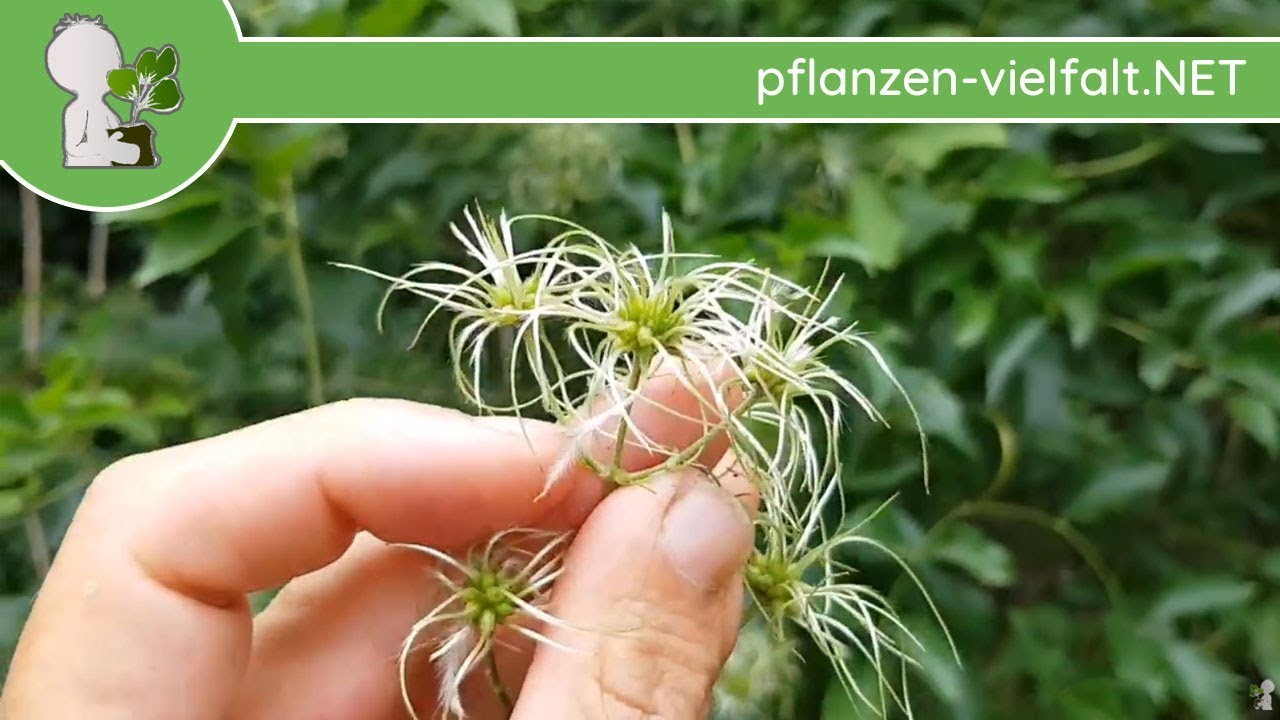 Gew. Waldrebe - Unreife Früchte - 21.07.18 (Clematis vitalba) - giftige Wildpflanzen