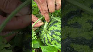 Secret farmers don't share Toothpick prevents watermelon cracking.