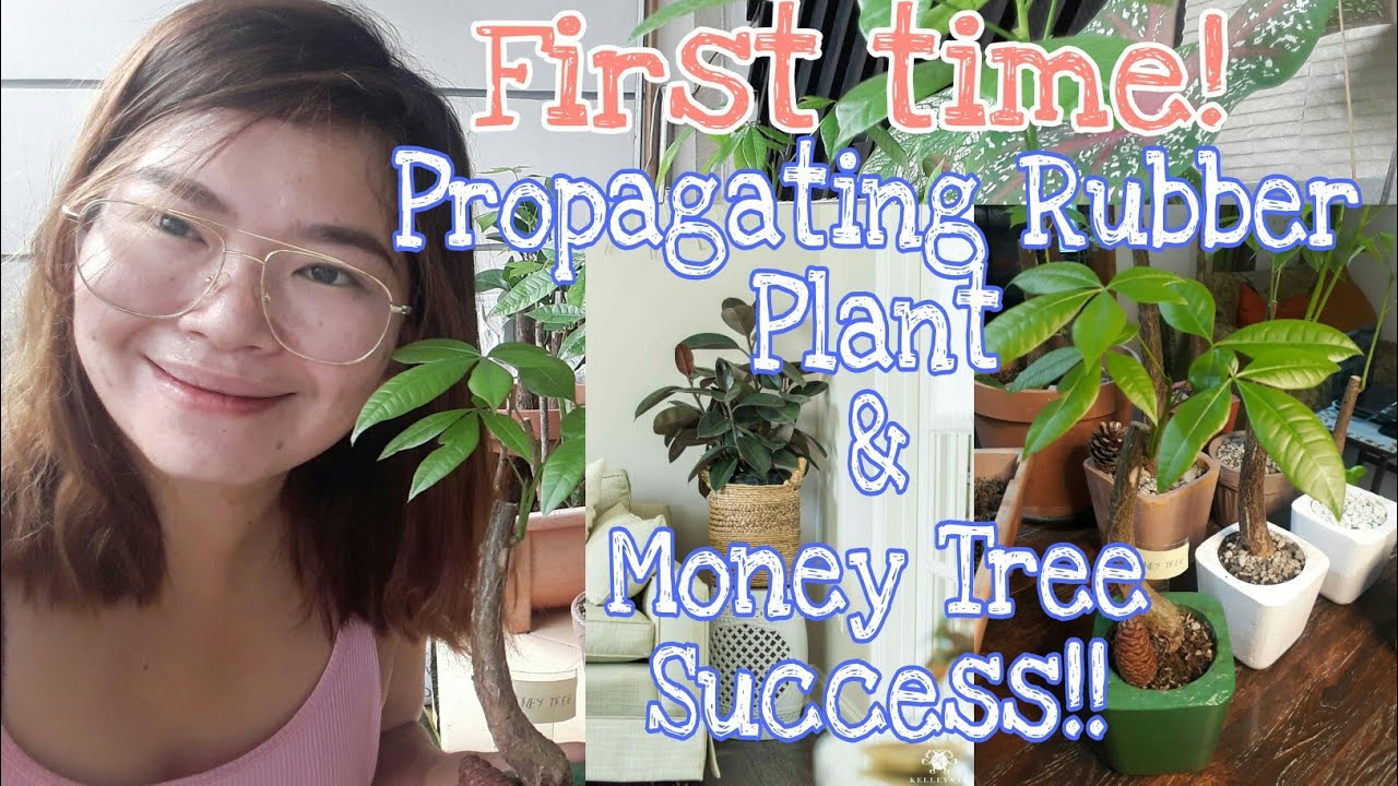 HOW TO PROPAGATE RUBBER TREE[FECUS ELASTICA From steam cutting] and MONEY TREE/ InDoor Plant