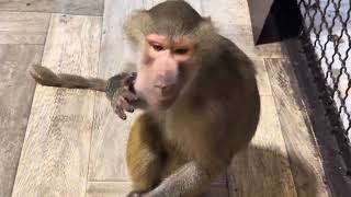 Это Кошмар Люся Открыла Вольер И Все Гамадрилята Выскочили Из Вольера