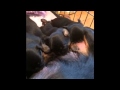 Petit Brabancon Puppies 2,5 weeks old の動画、YouTube動画。