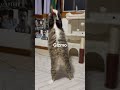 Gizmo video