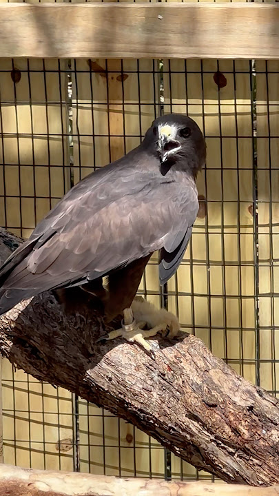 Mouse eating monster!