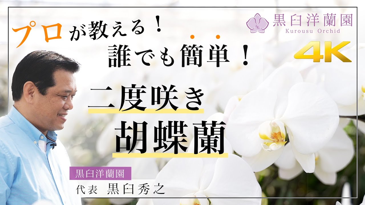 胡蝶蘭の基本的な育て方 置き場所 温度 湿度 光 水のあげ方 ラッピングの外し方 花 胡蝶蘭専門農園 黒臼洋蘭園 お祝いギフトも通販注文