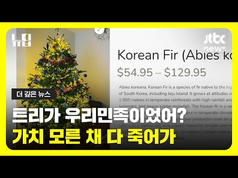 ”크리스마스 트리도 우리 민족이었어”…경제적 가치 모른 채 말라 죽는 지리산 구상나무ㅣ#JTBC #뉴딥