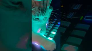 🐈👽🪚🪩 #DJ #cat #djs1000