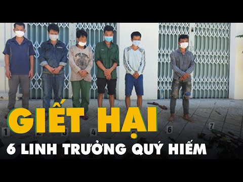 6 linh trưởng nghi là voọc chà vá chân nâu bị giết hại giữa rừng