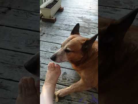 My foot or feet getting licked clean.