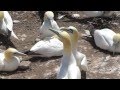 Percé Rock and the gannets of Canada’s Bonaventure Island