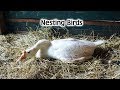 She Thinks We Can't See Her - Nesting Birds On The Farm